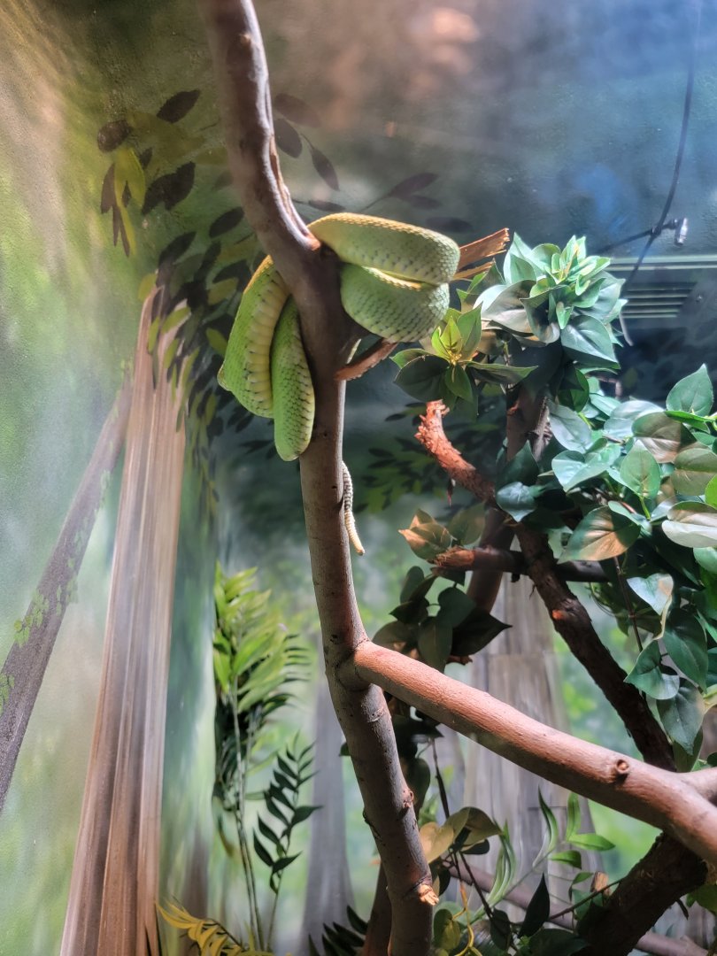 Bronx - RH - Western Bush Viper