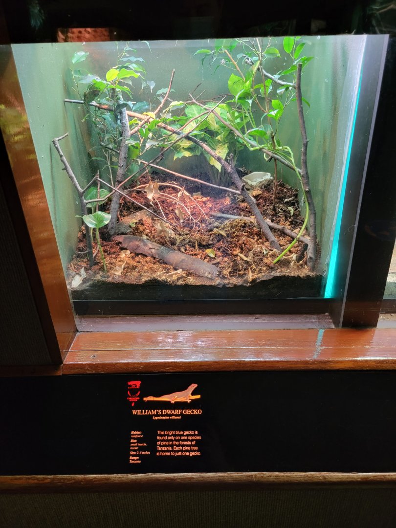 Bronx - RH - William's Dwarf Gecko