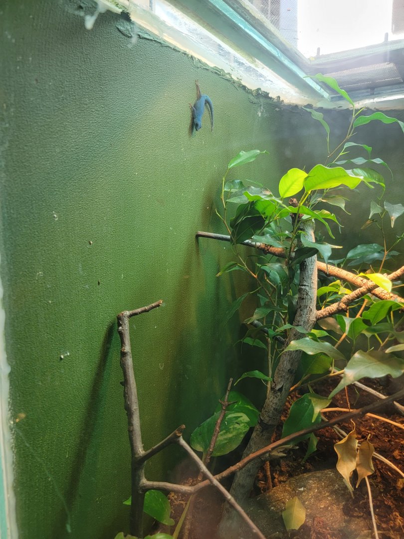 Bronx - RH - William's Dwarf Gecko