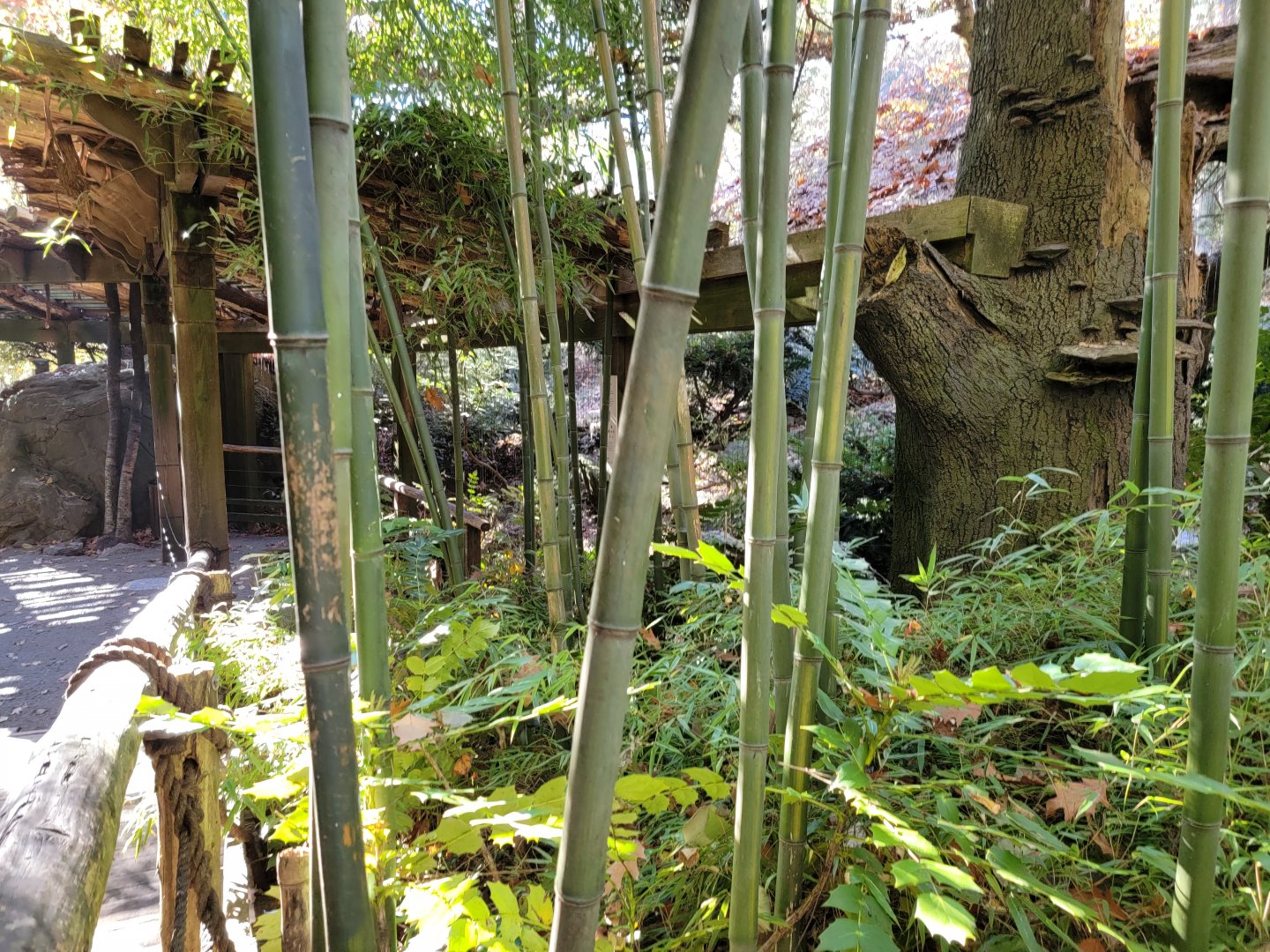 Bronx - Snow Leopard exhibit #3 (behind bamboo, hard to get a good shot of the whole thing)