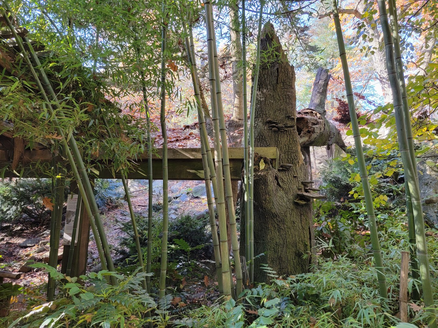 Bronx - Snow Leopard exhibit #3