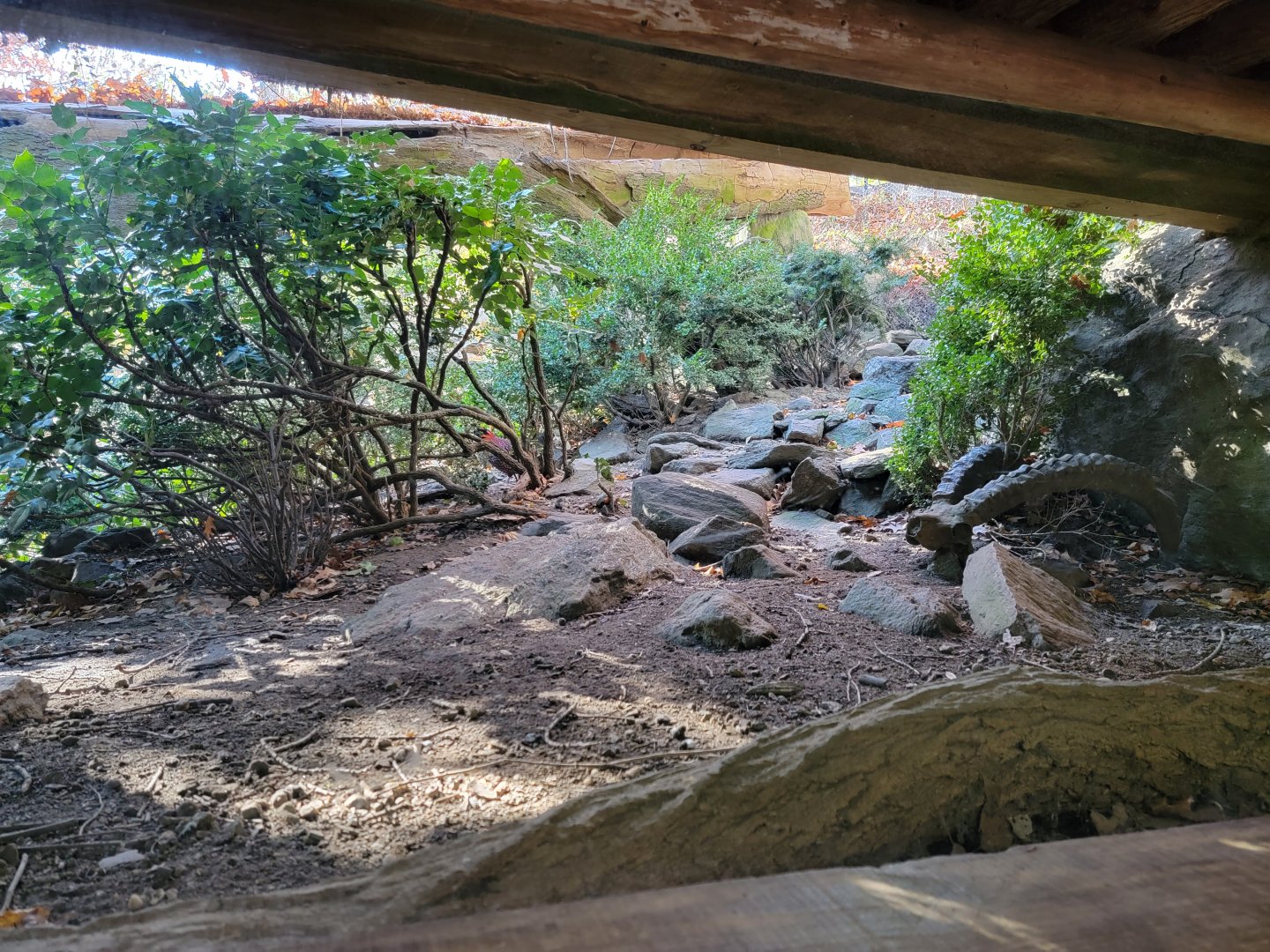 Bronx - Tragopan exhibit