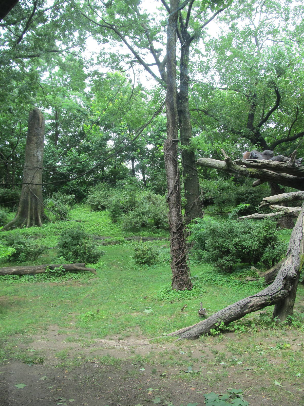 Bronx Zoo- 1st Gorilla Exhibit