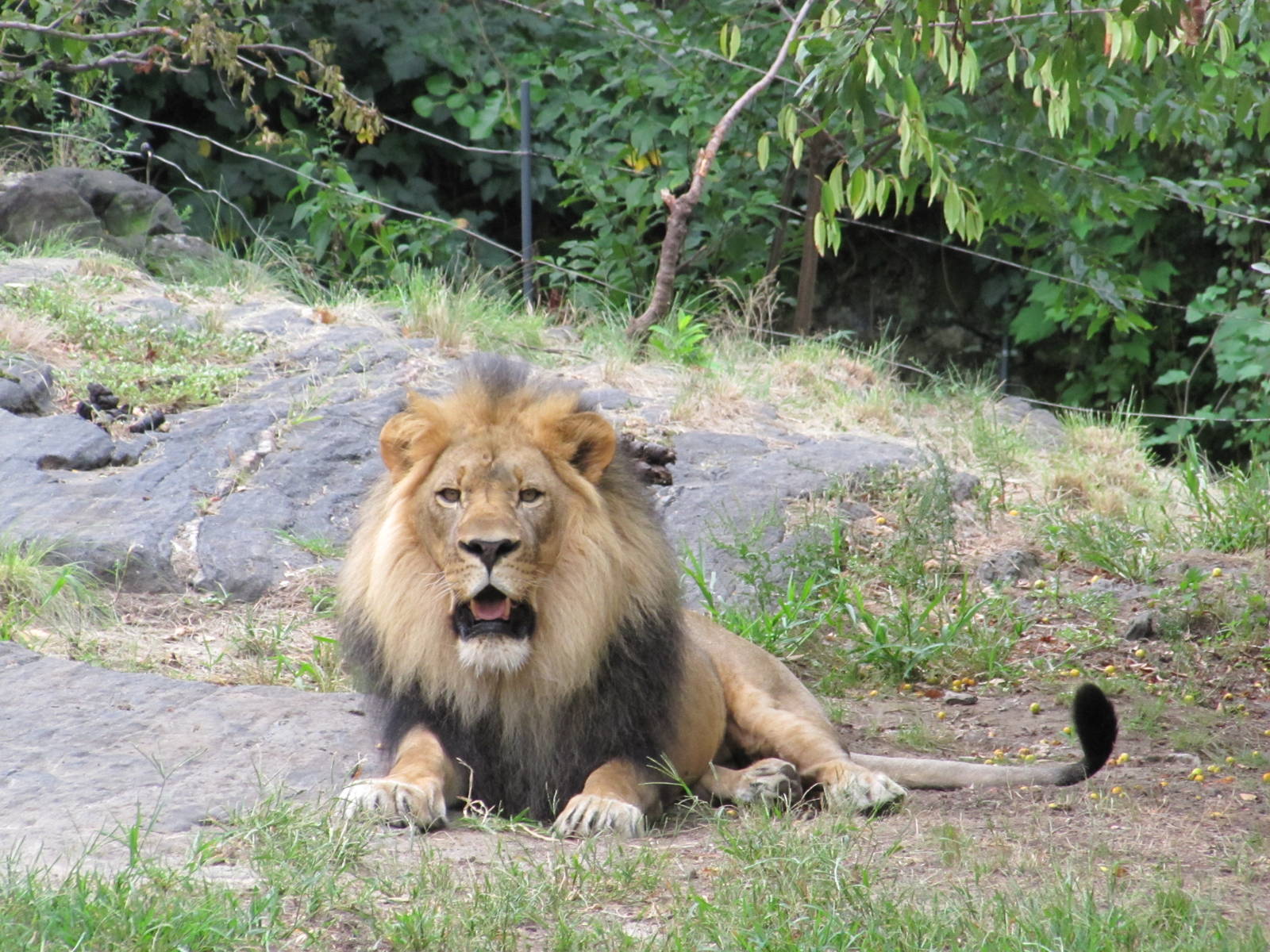 Bronx Zoo 2010 - African Lion male