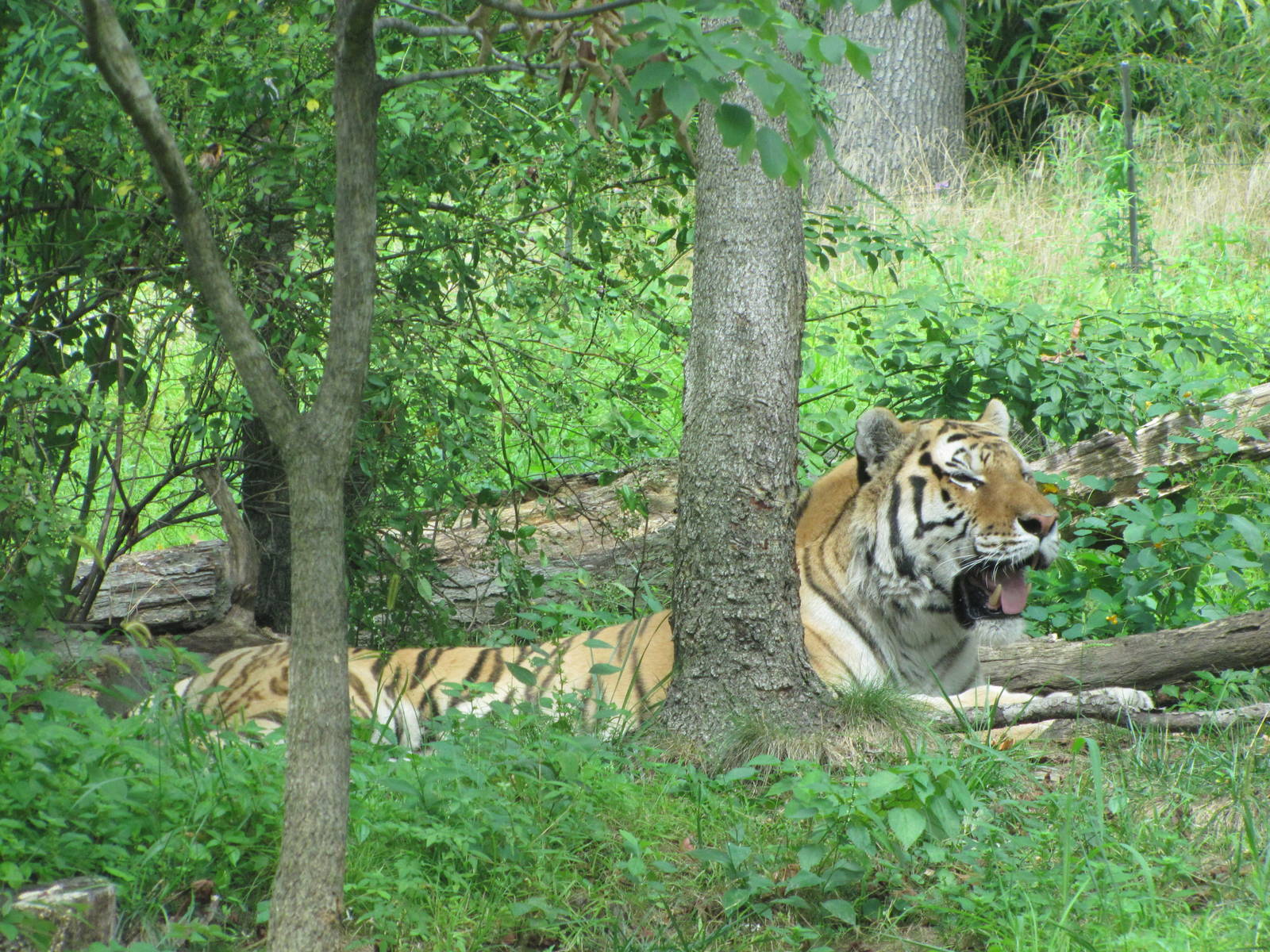 Bronx Zoo 2010 - Amur Tiger in Tiger Mountain