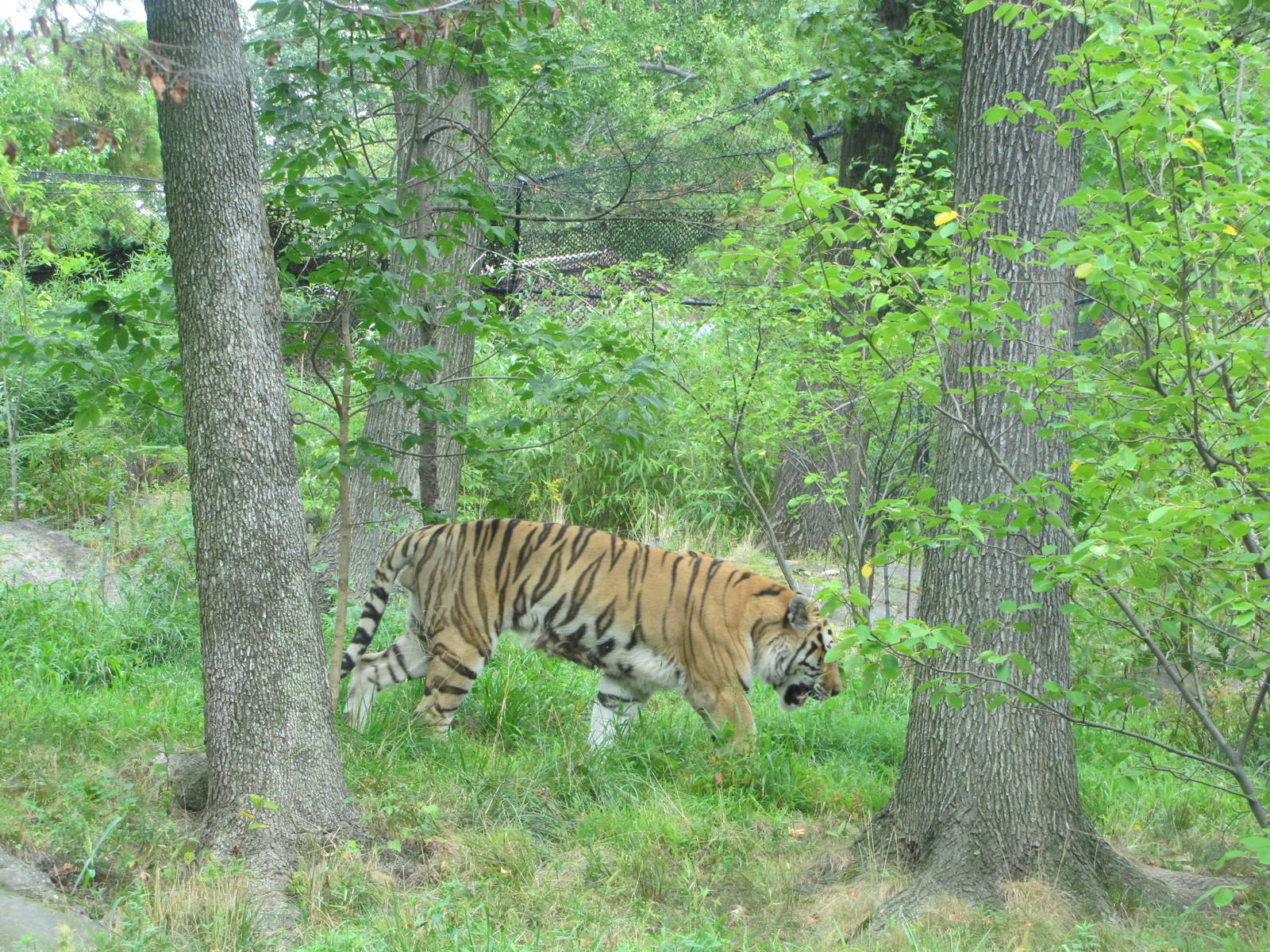 Bronx Zoo 2010 - Amur Tiger in Tiger Mountain