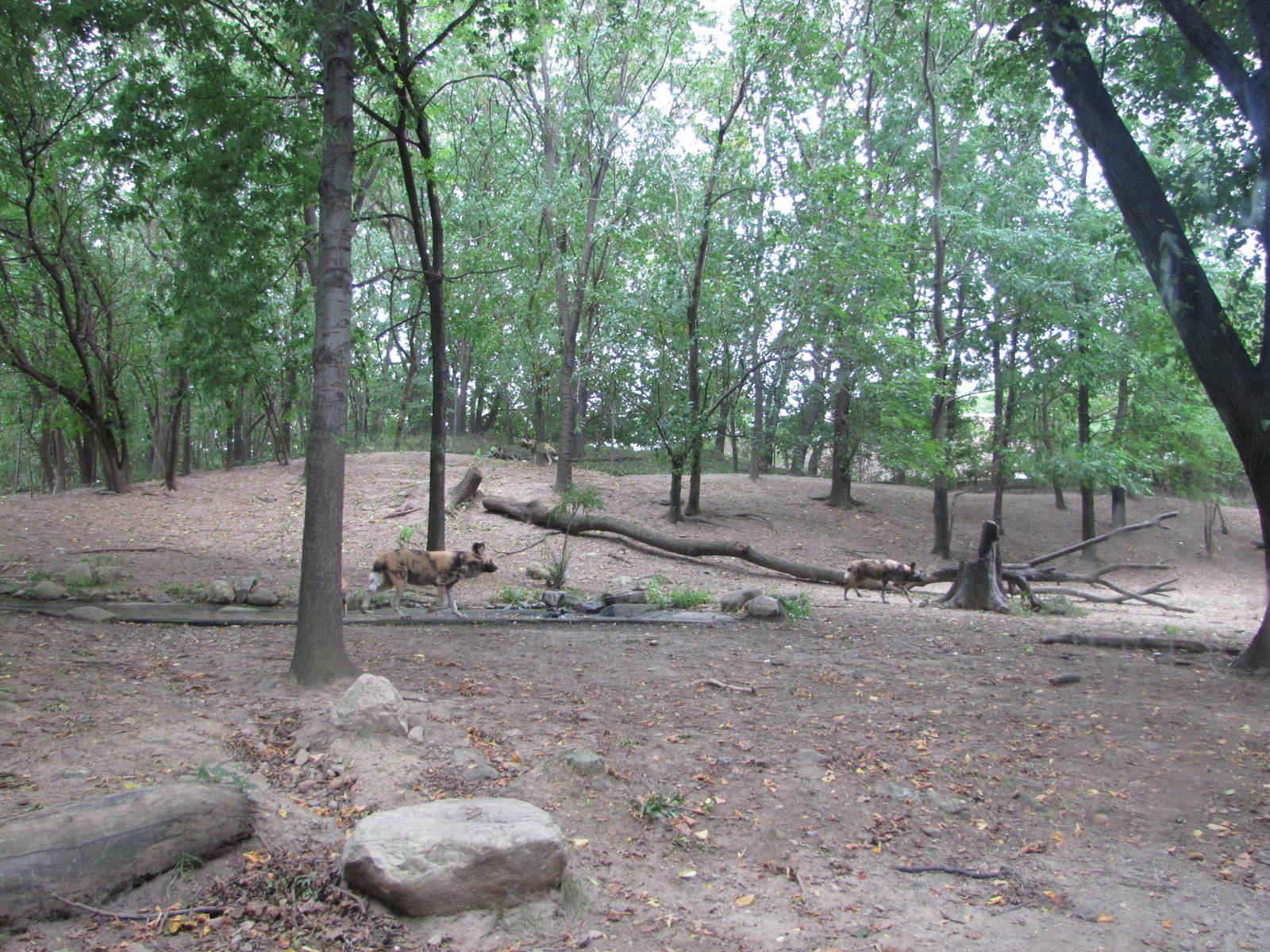 Bronx Zoo 2010 - Another part of African Wild Dog exhibit