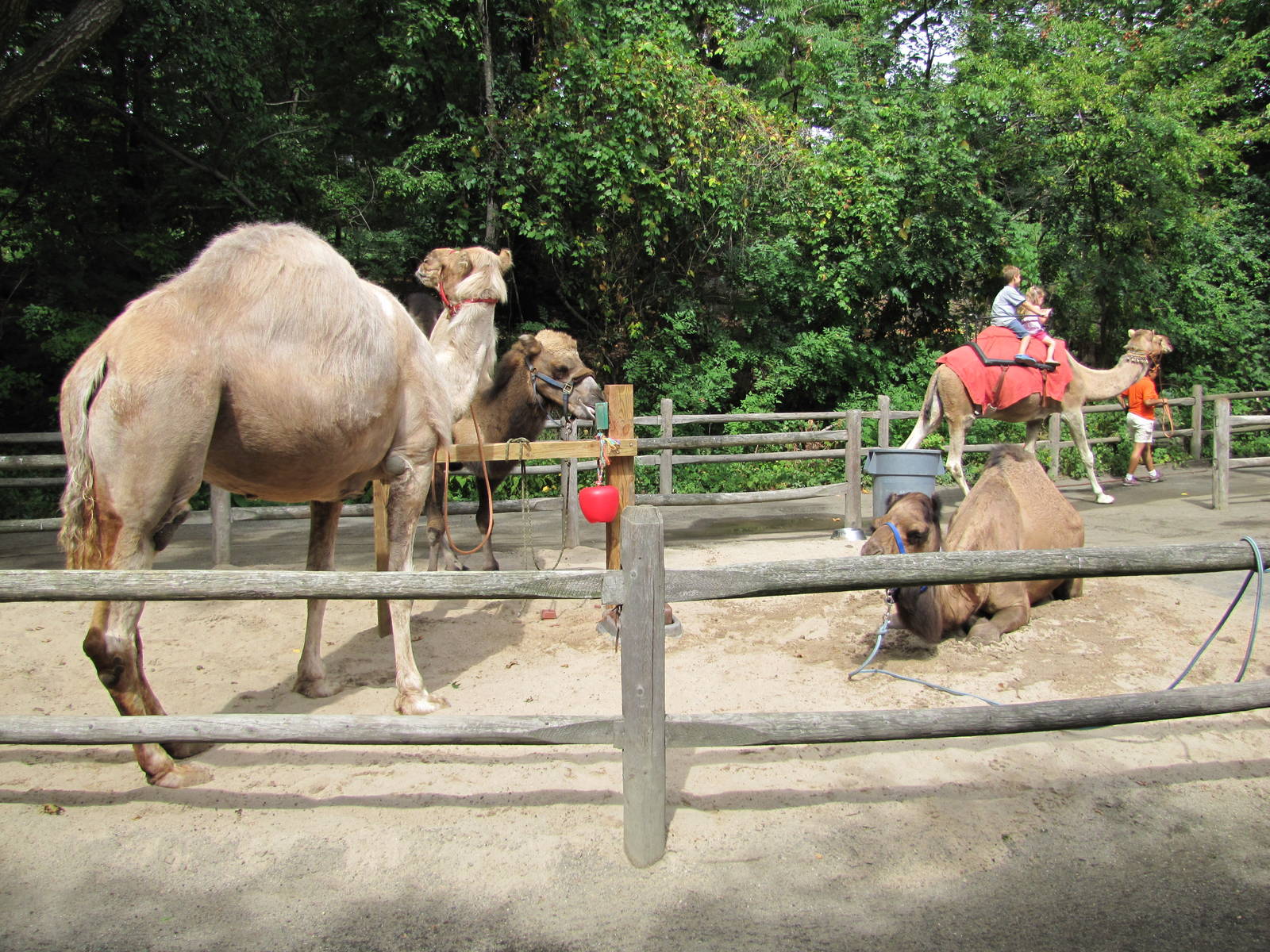 Bronx Zoo 2010 - Arabian Camel ride