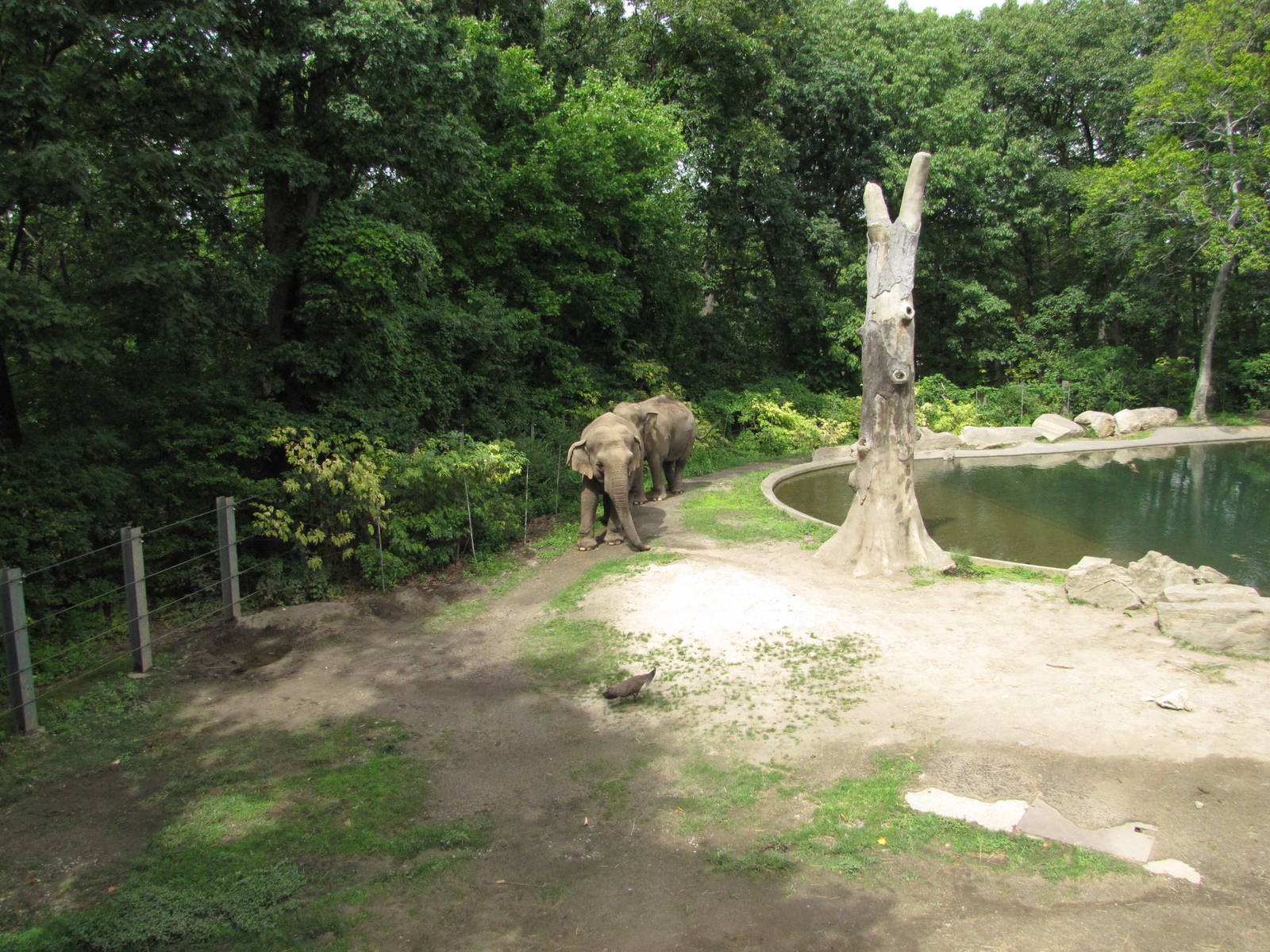 Bronx Zoo 2010 - Asiatic Elephant exhibit in Wild Asia