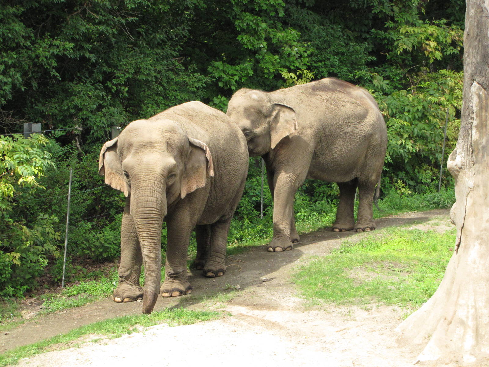 Bronx Zoo 2010 - Asiatic Elephants in Wild Asia