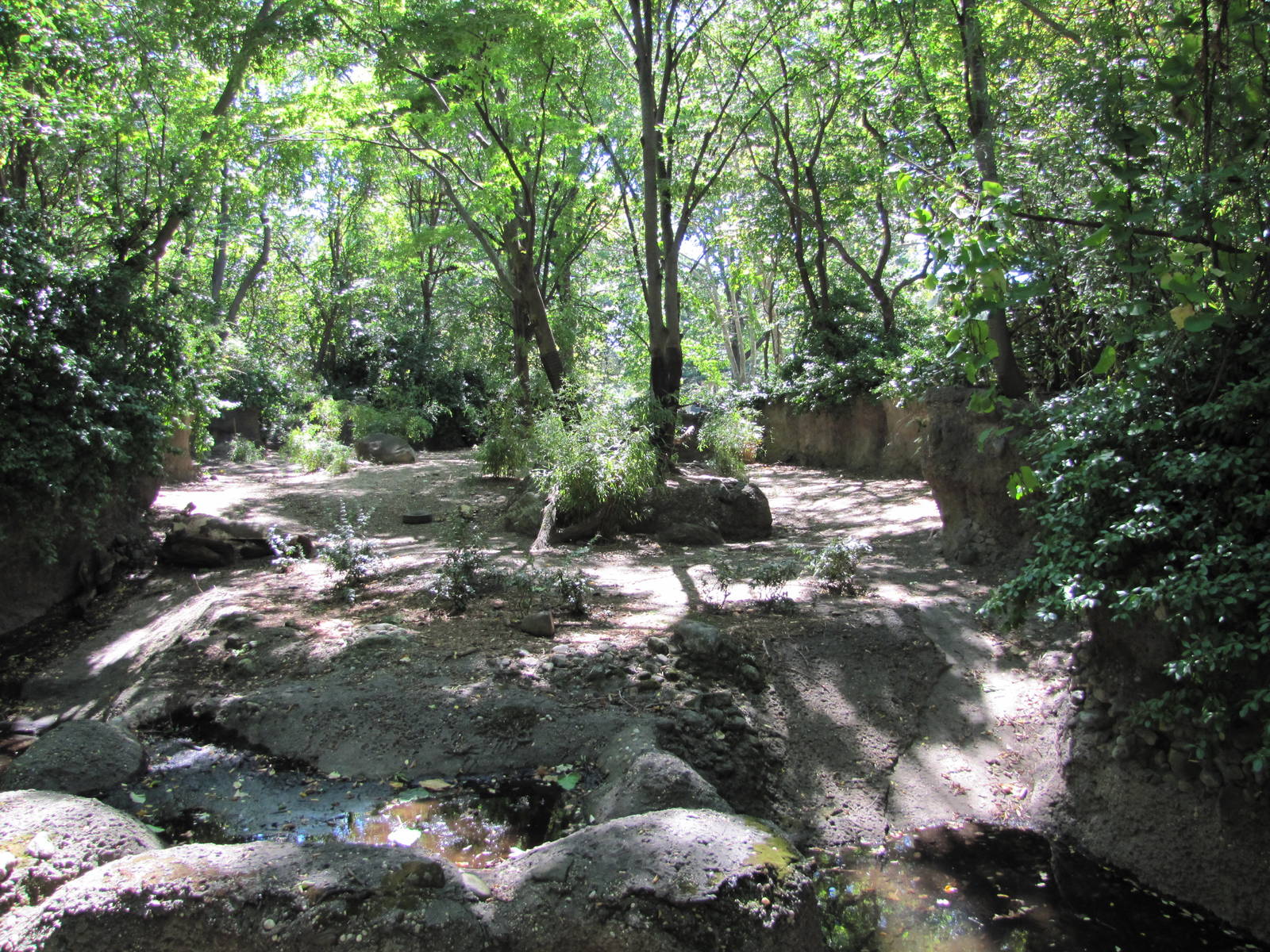 Bronx Zoo 2010 - Babirusa exhibit at Zoo Center on historic Astor Court