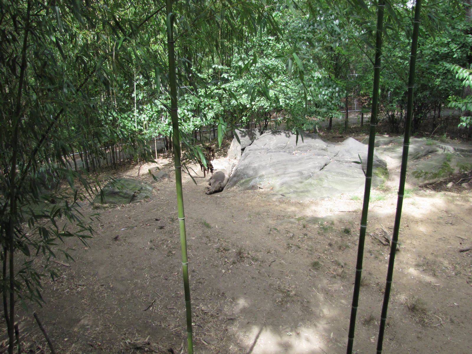 Bronx Zoo 2010 - Babirusa exhibit in Wild Asia