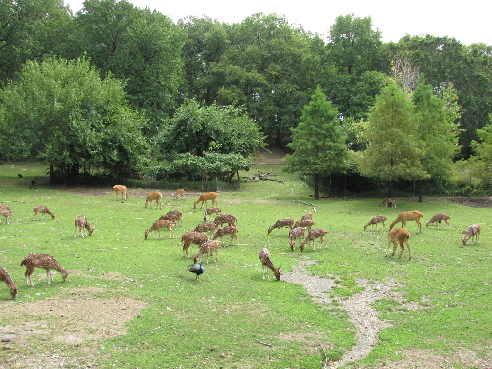 Bronx Zoo 2010 - Barasingha Deer and Axis Deer in Wild Asia