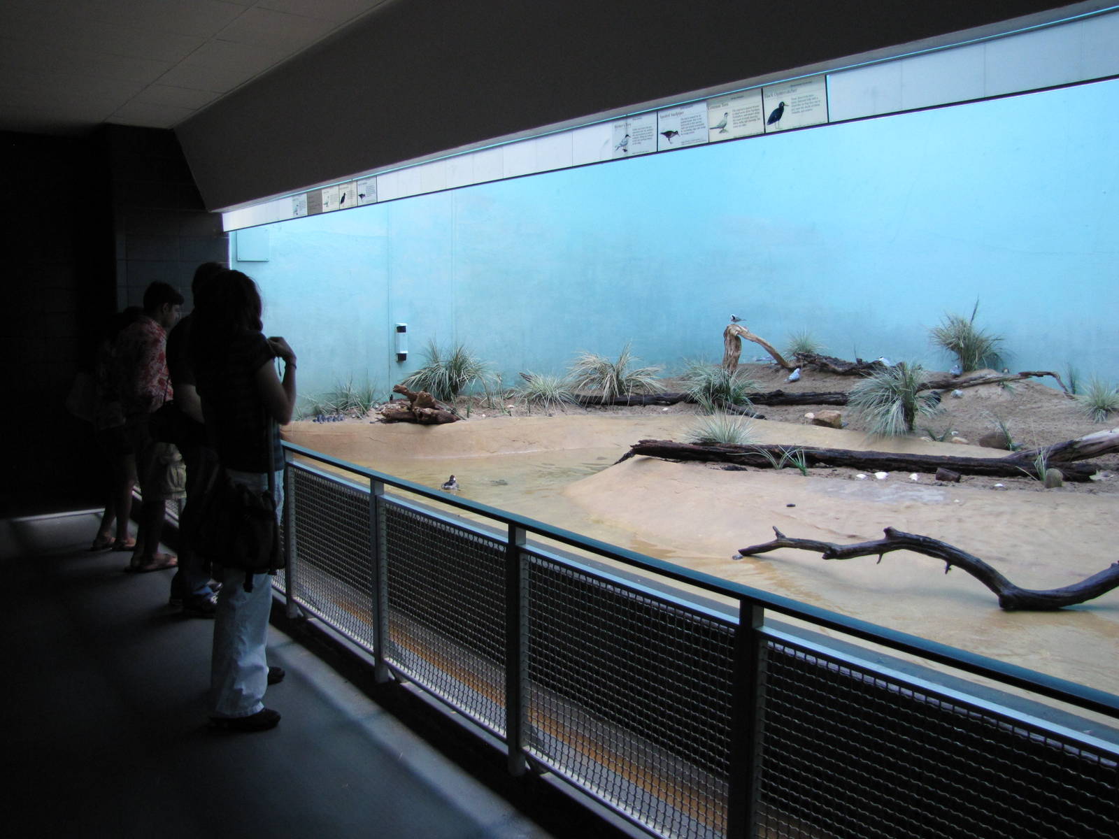 Bronx Zoo 2010 - Beach exhibit in Aquatic Birds building