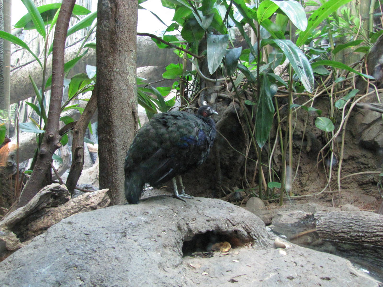 Bronx Zoo 2010 - Congo Peafowl in Congo Gorilla Forest