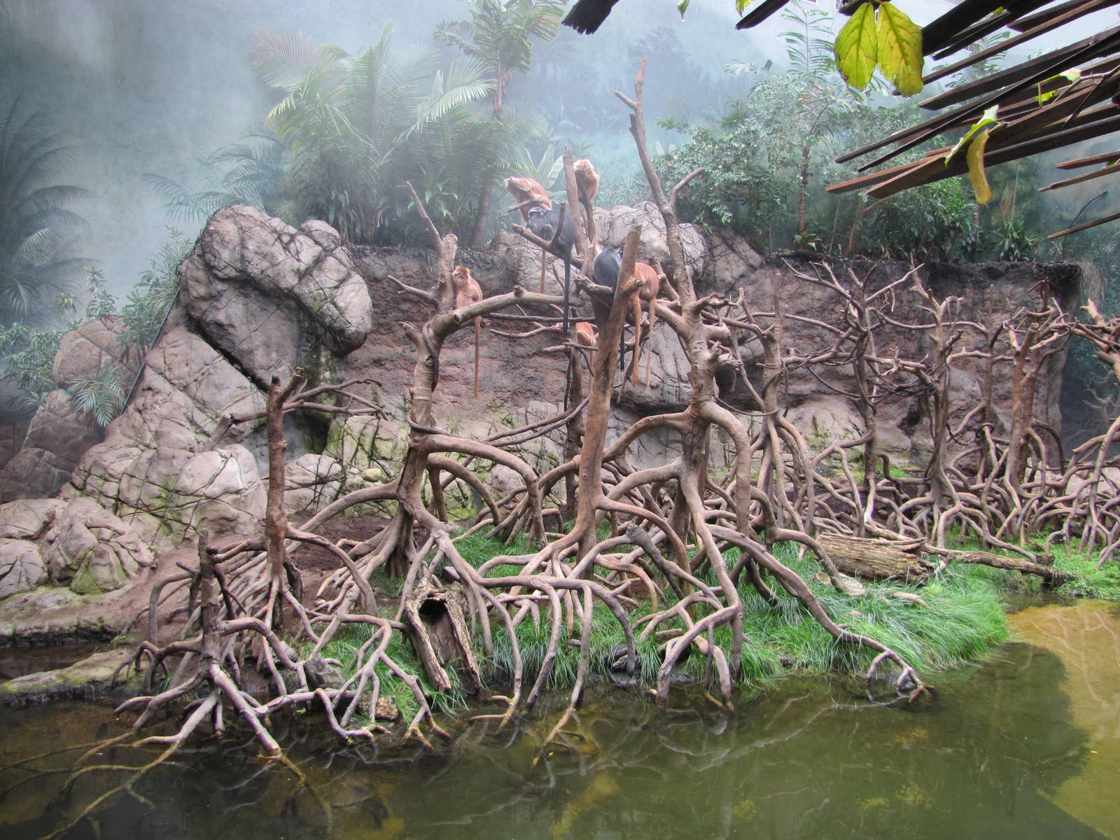 Bronx Zoo 2010 - Ebony Langur exhibit in Jungle World