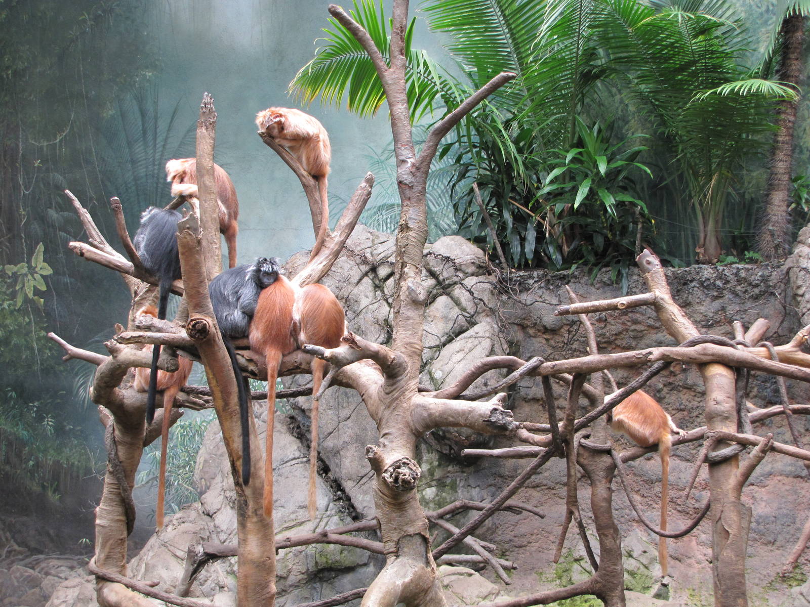 Bronx Zoo 2010 - Ebony Langur group in Jungle World