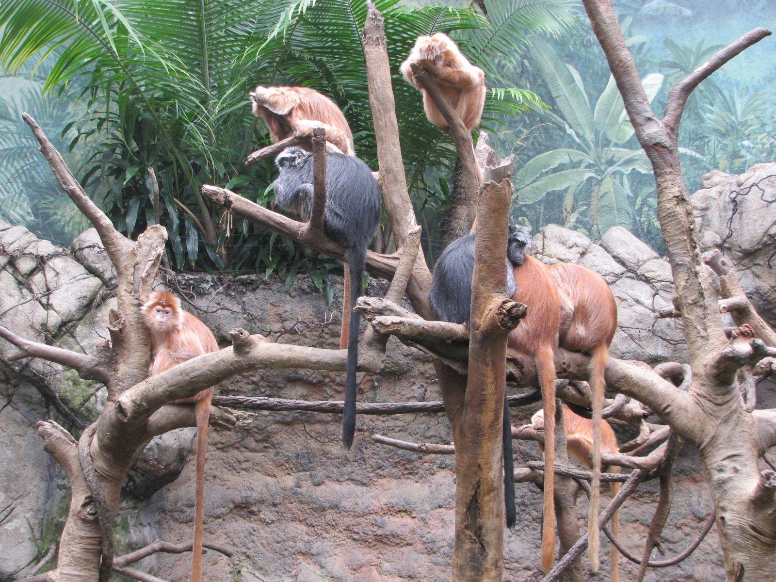 Bronx Zoo 2010 - Ebony Langur group in Jungle World