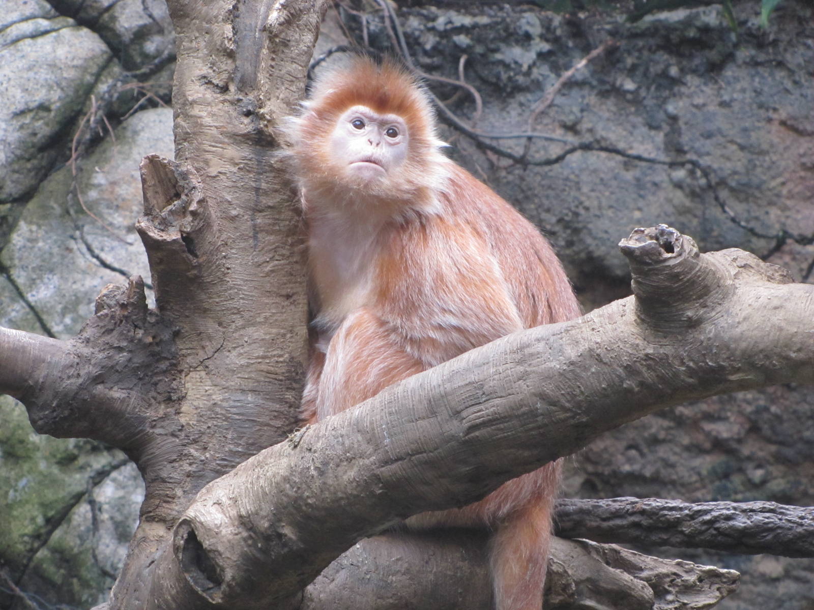 Bronx Zoo 2010 - Ebony Langur in Jungle World