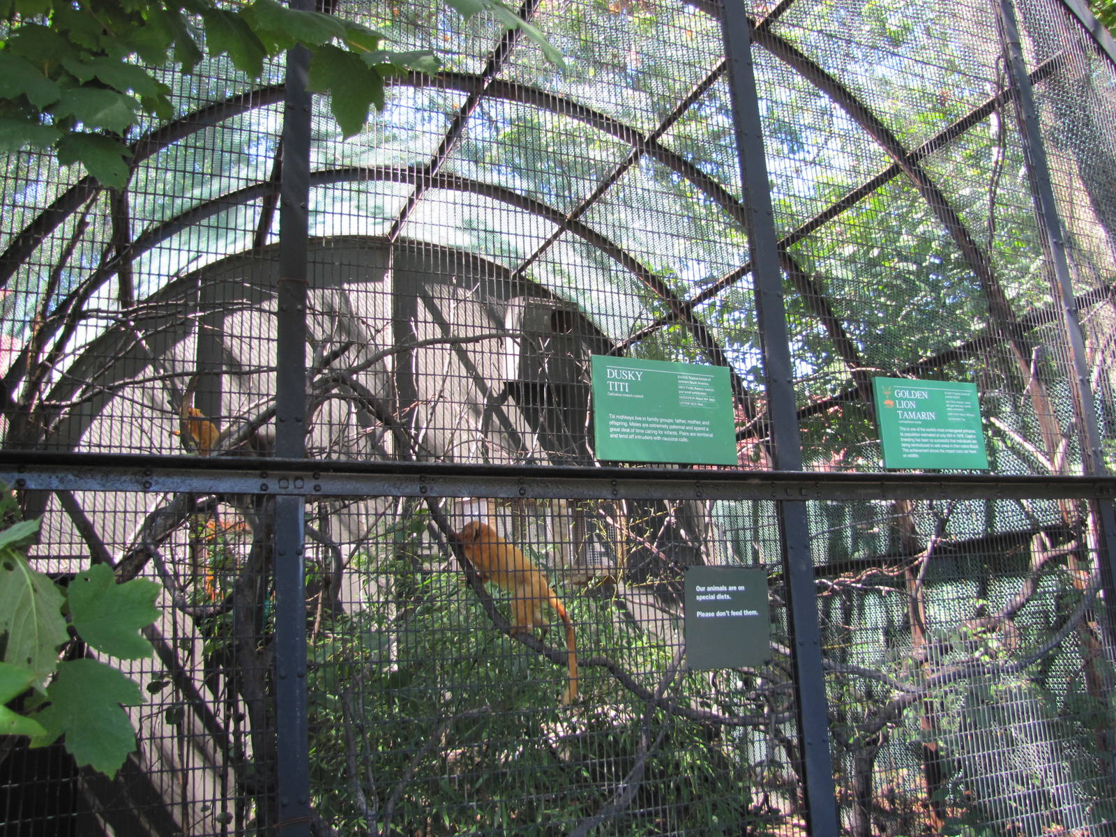 Bronx Zoo 2010 - Enclosure for Golden Lion Tamarin and Dusky Titi