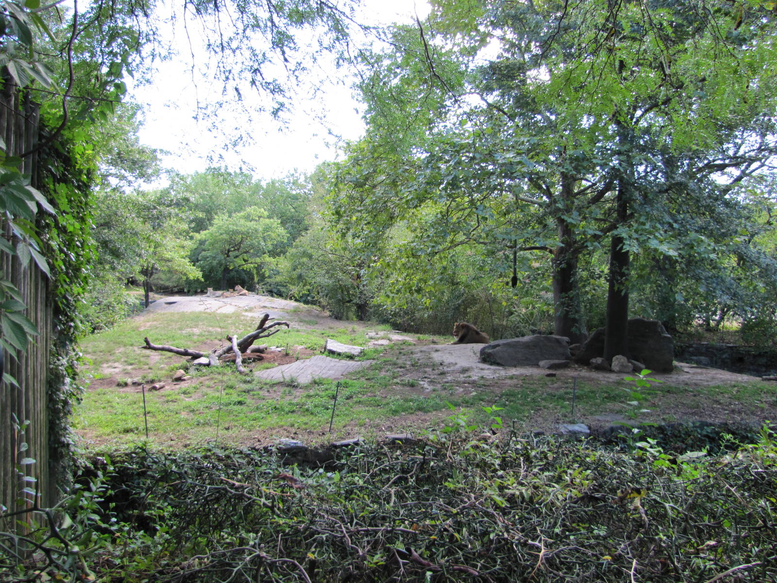 Bronx Zoo 2010 - First part of African Lion exhibit