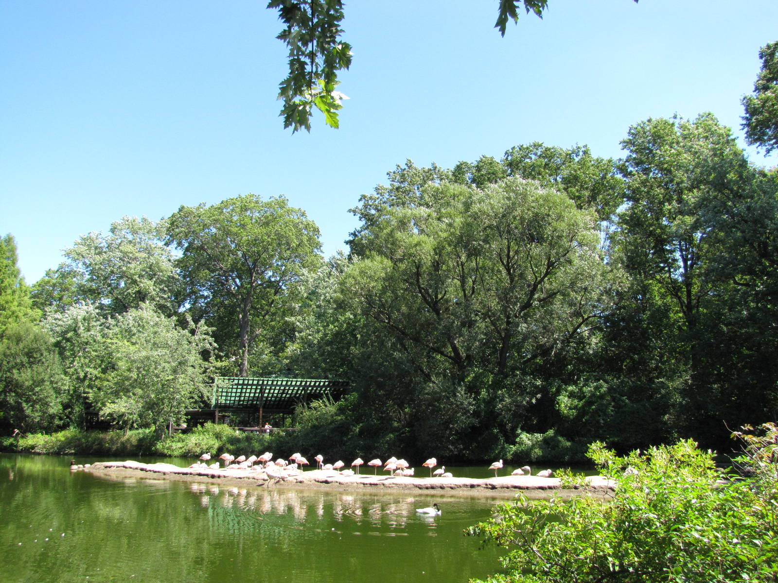 Bronx Zoo 2010 - Flamingo Pond next to Pheasant Aviary