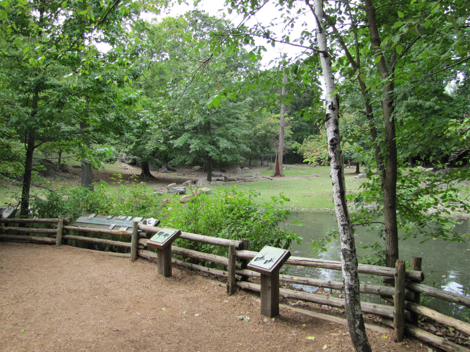 Bronx Zoo 2010 - Front of Pere Davids Deer exhibit