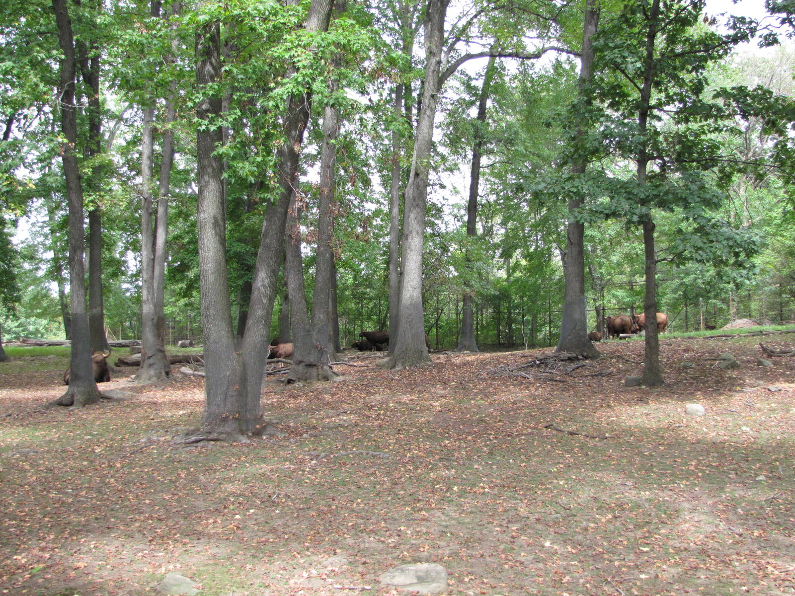 Bronx Zoo 2010 - Gaur exhibit in Wild Asia
