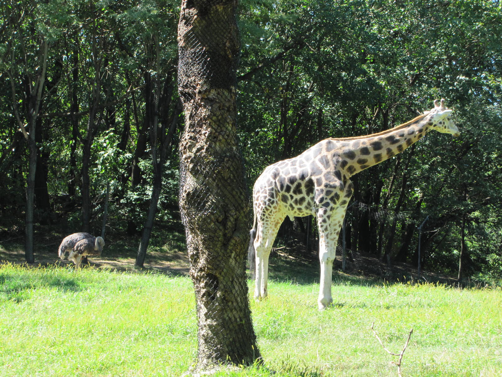 Bronx Zoo 2010 - Giraffe and Ostrich