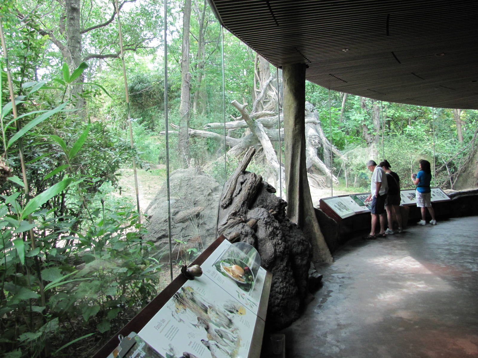 Bronx Zoo 2010 - Gorilla viewing in Congo Gorilla Forest