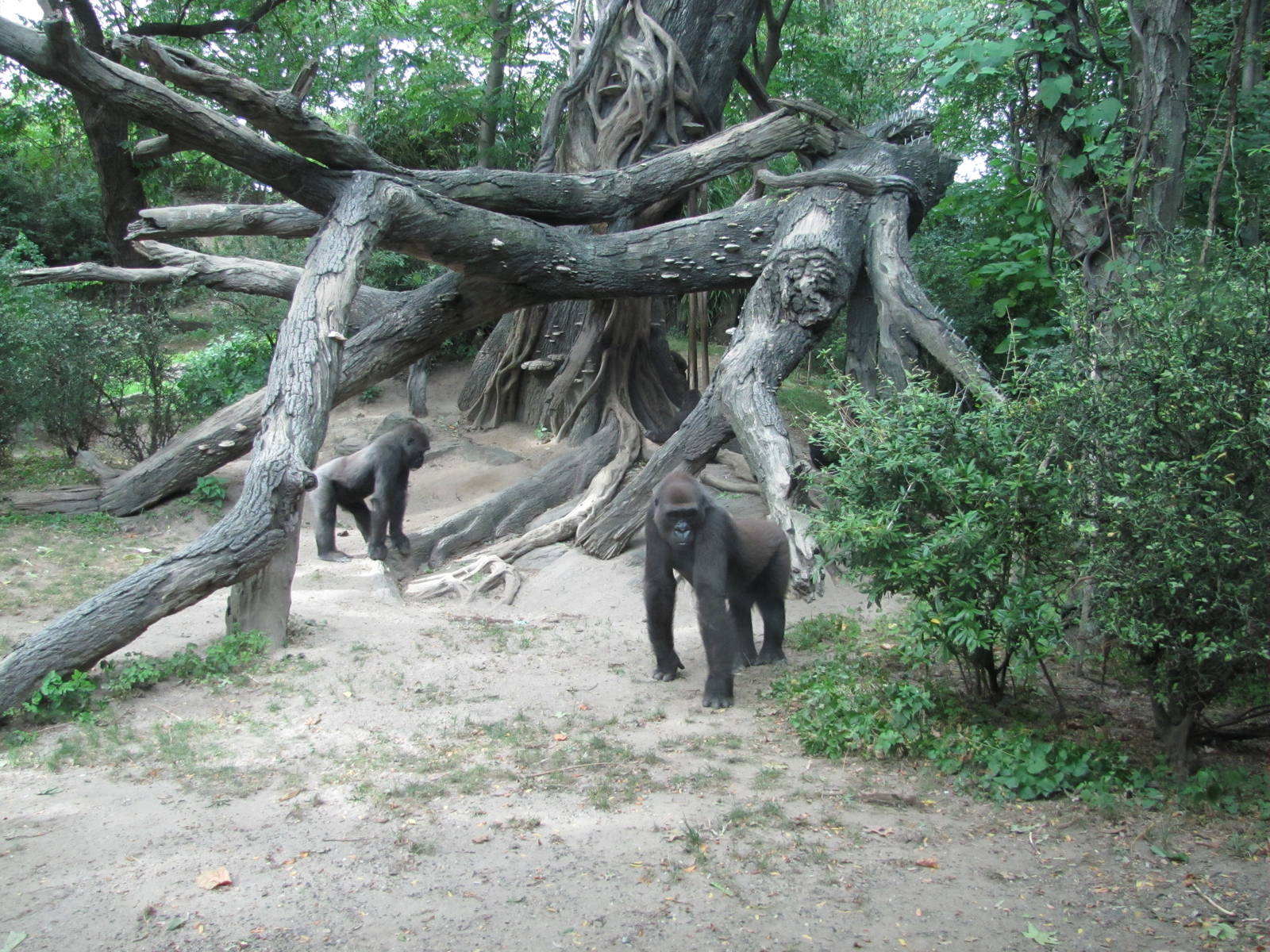 Bronx Zoo 2010 - Gorillas