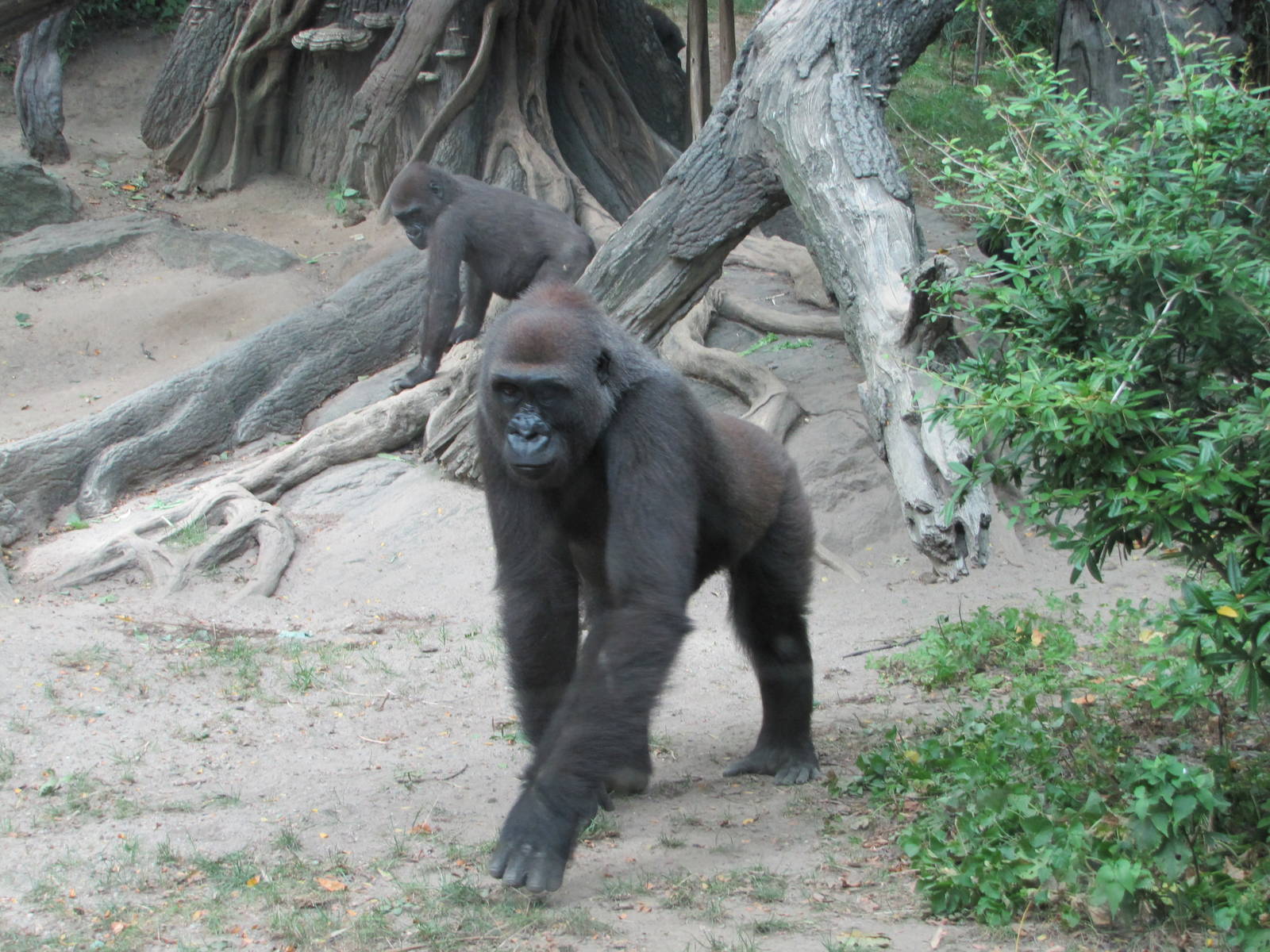 Bronx Zoo 2010 - Gorillas