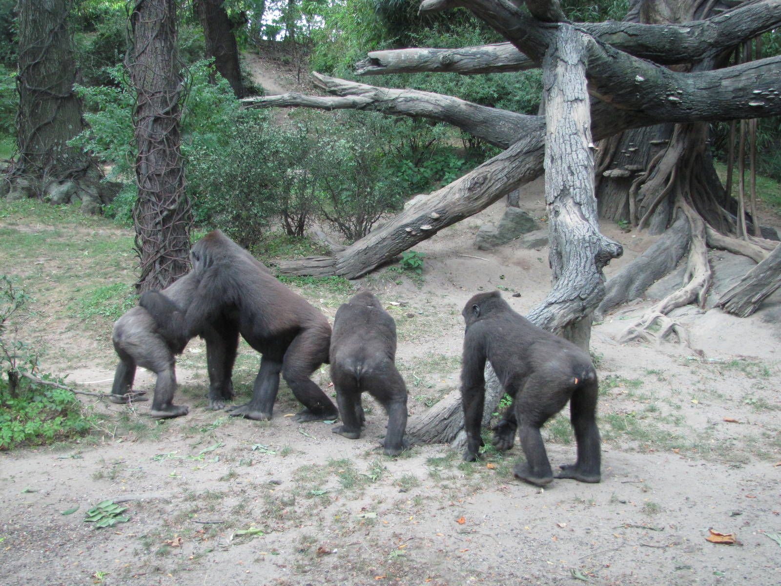 Bronx Zoo 2010 - Gorillas