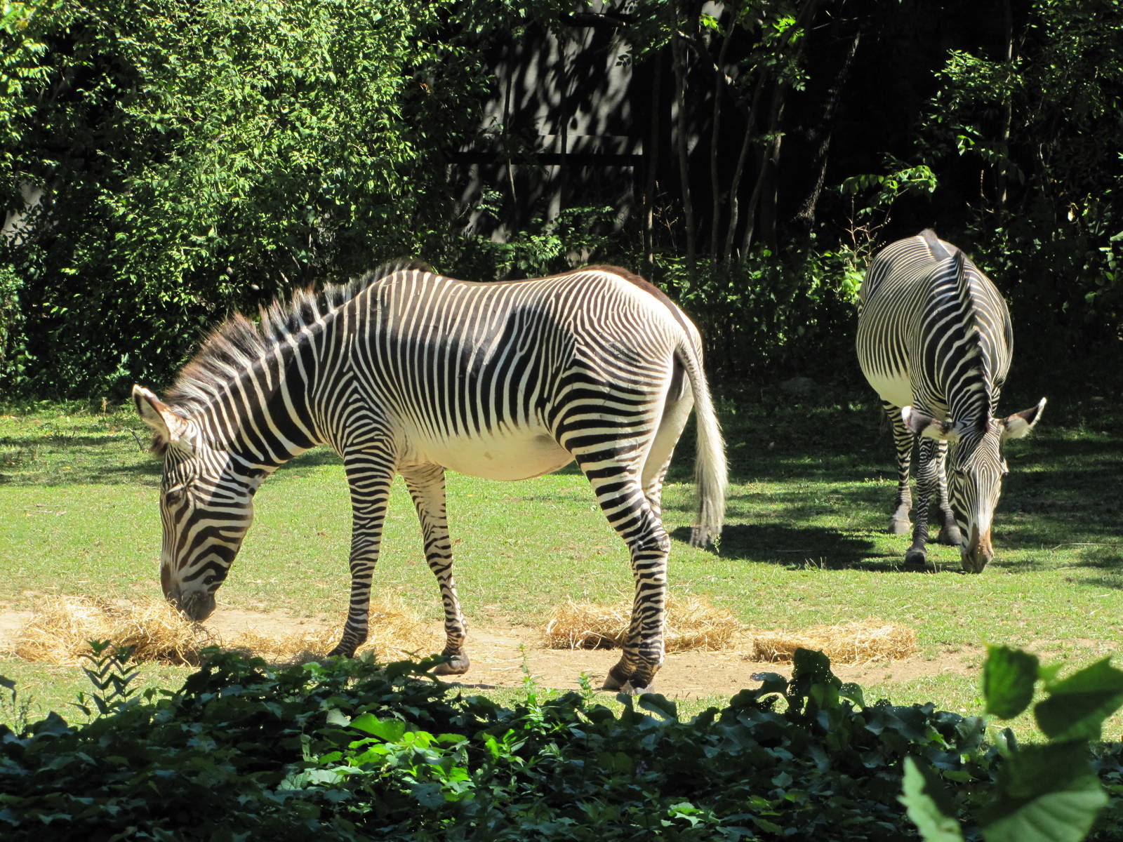 Bronx Zoo 2010 - Grevy Zebra