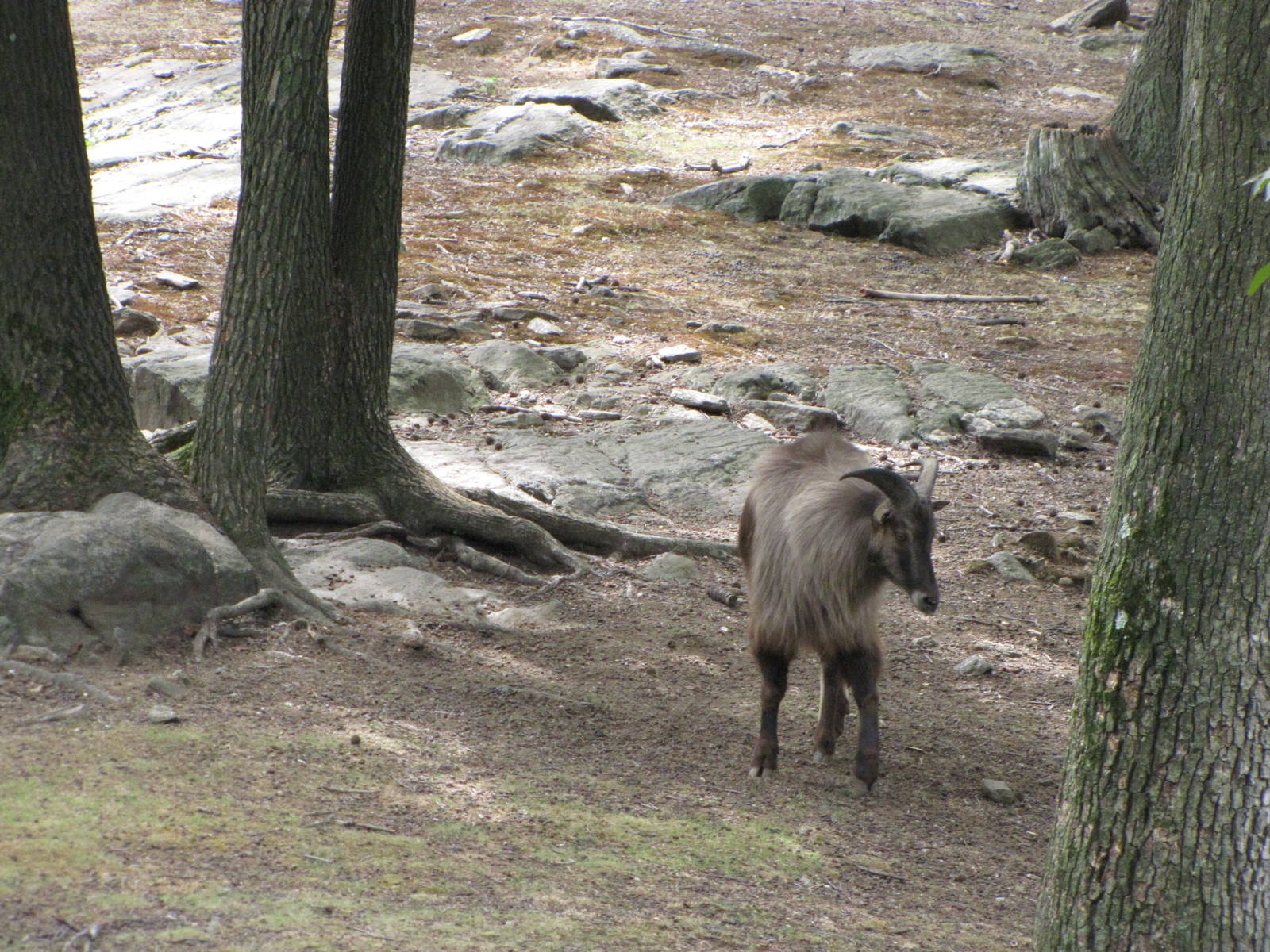 Bronx Zoo 2010 - Himalayan Tahr in Wild Asia