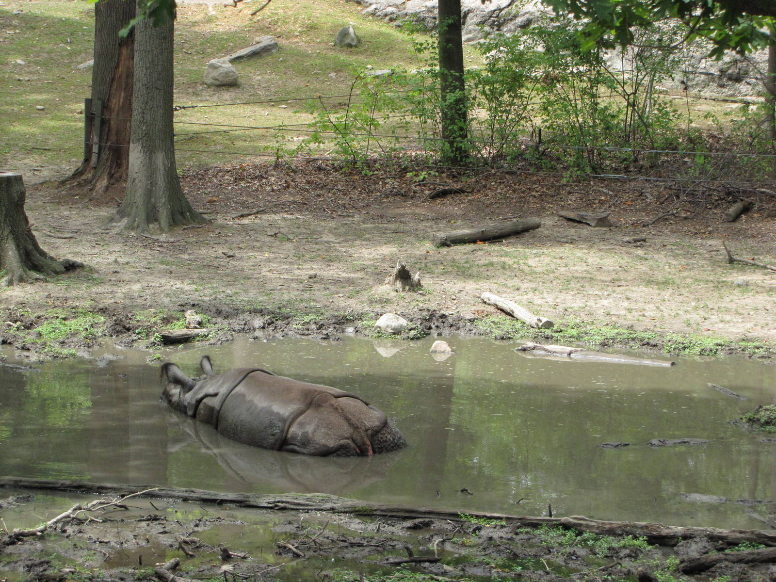 Bronx Zoo 2010 - Indian Rhinoceros exhibit in Wild Asia