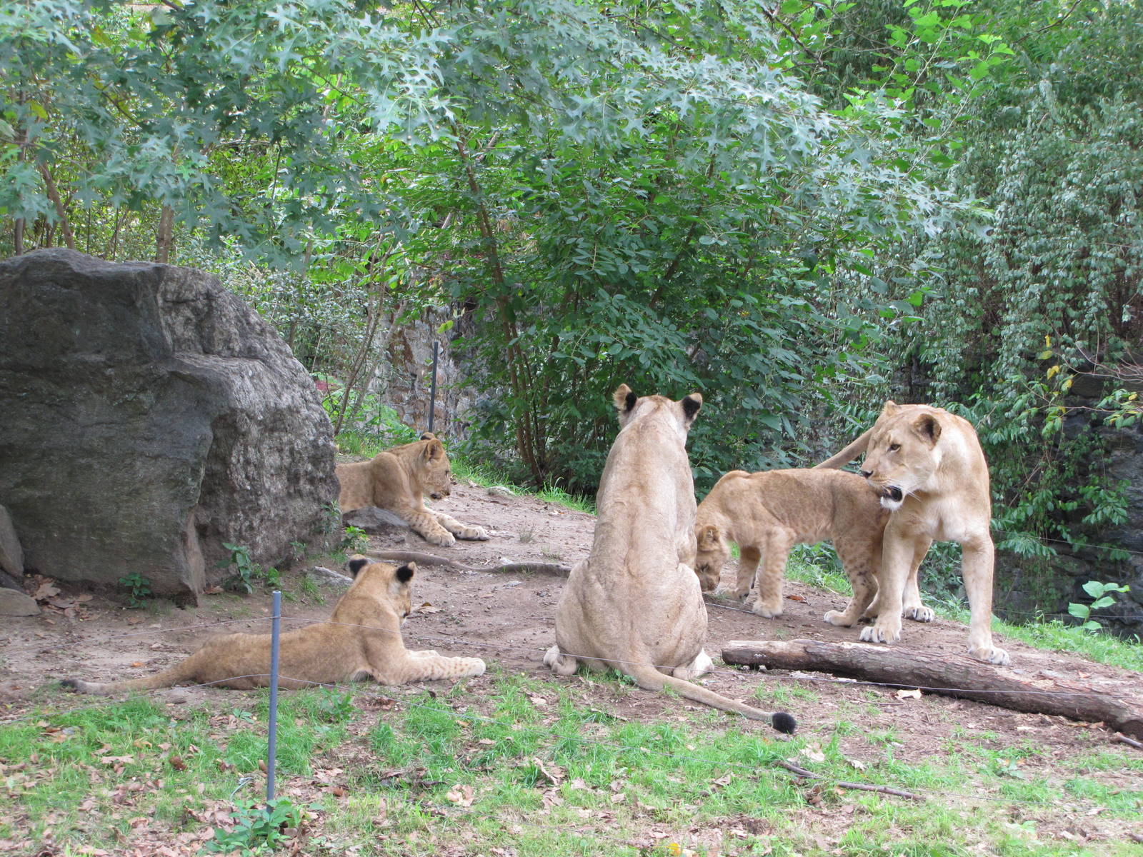 Bronx Zoo 2010 - Lionesses with cubs