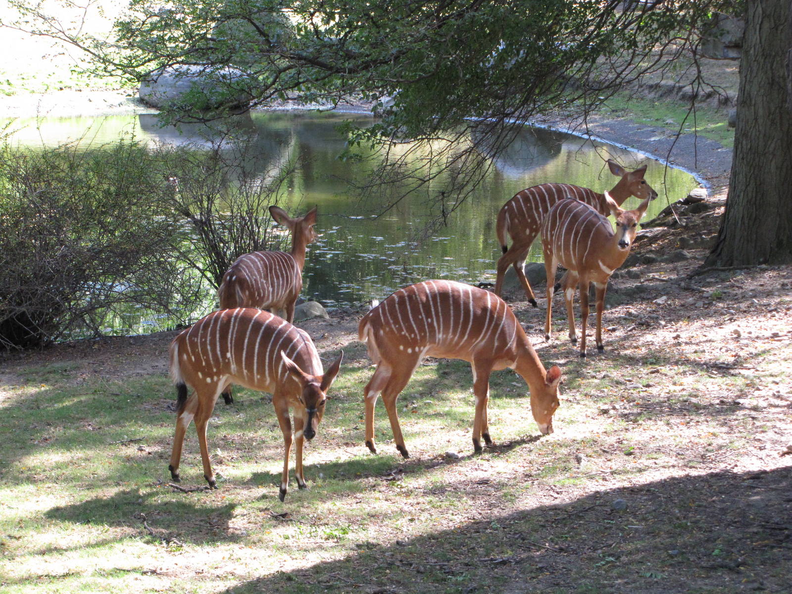 Bronx Zoo 2010 - Lowland Nyala