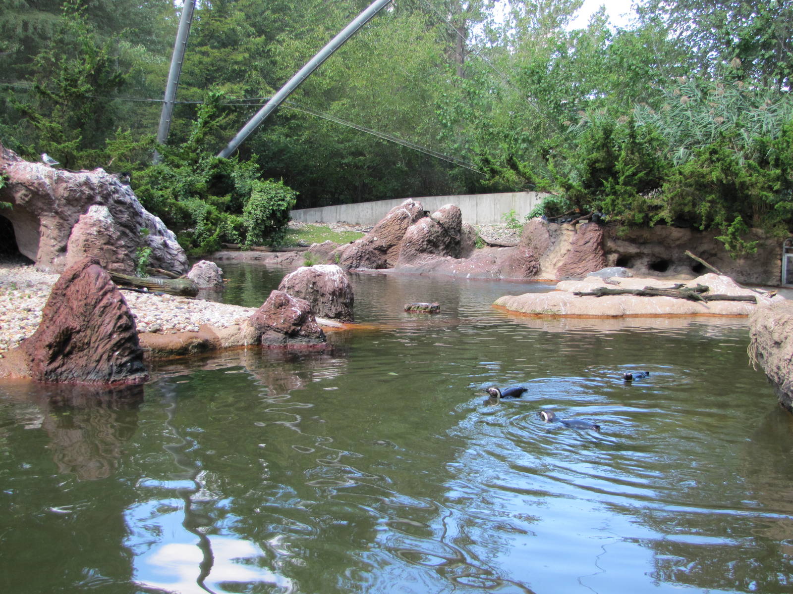 Bronx Zoo 2010 - Magellanic Penguins in Aitken Sea Bird Colony