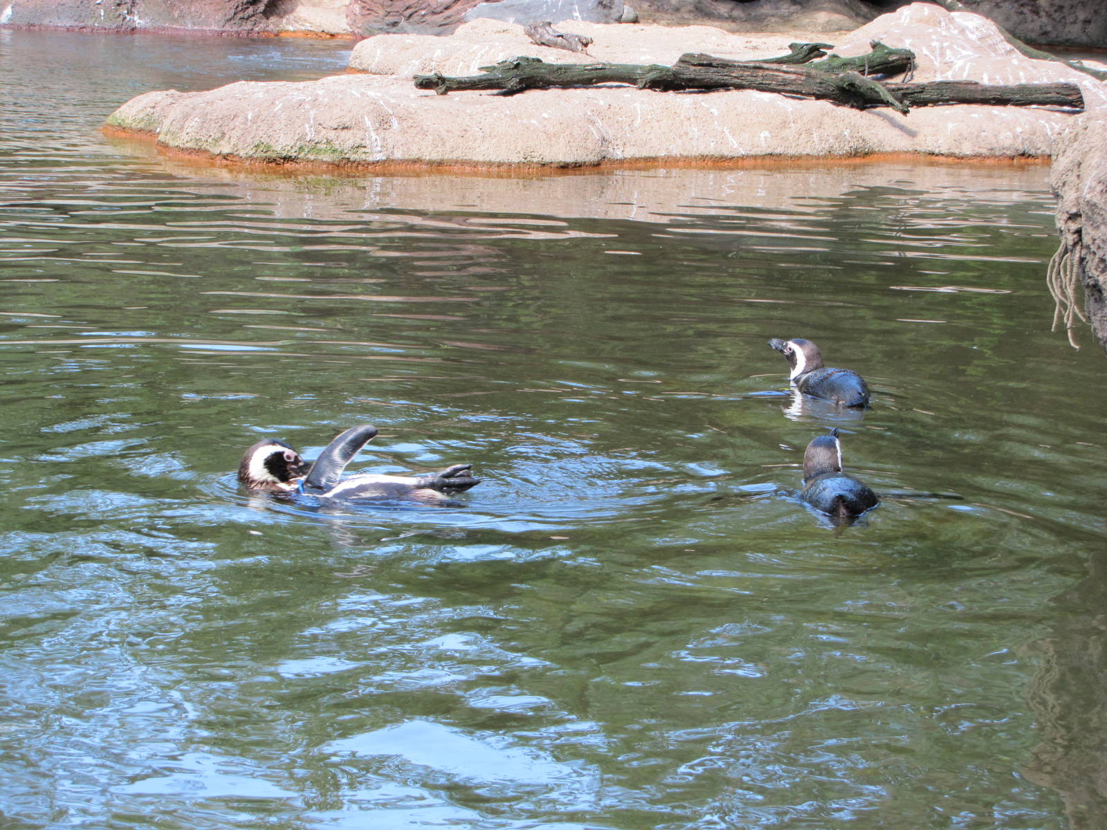 Bronx Zoo 2010 - Magellanic Penguins in Aitken Sea Bird Colony