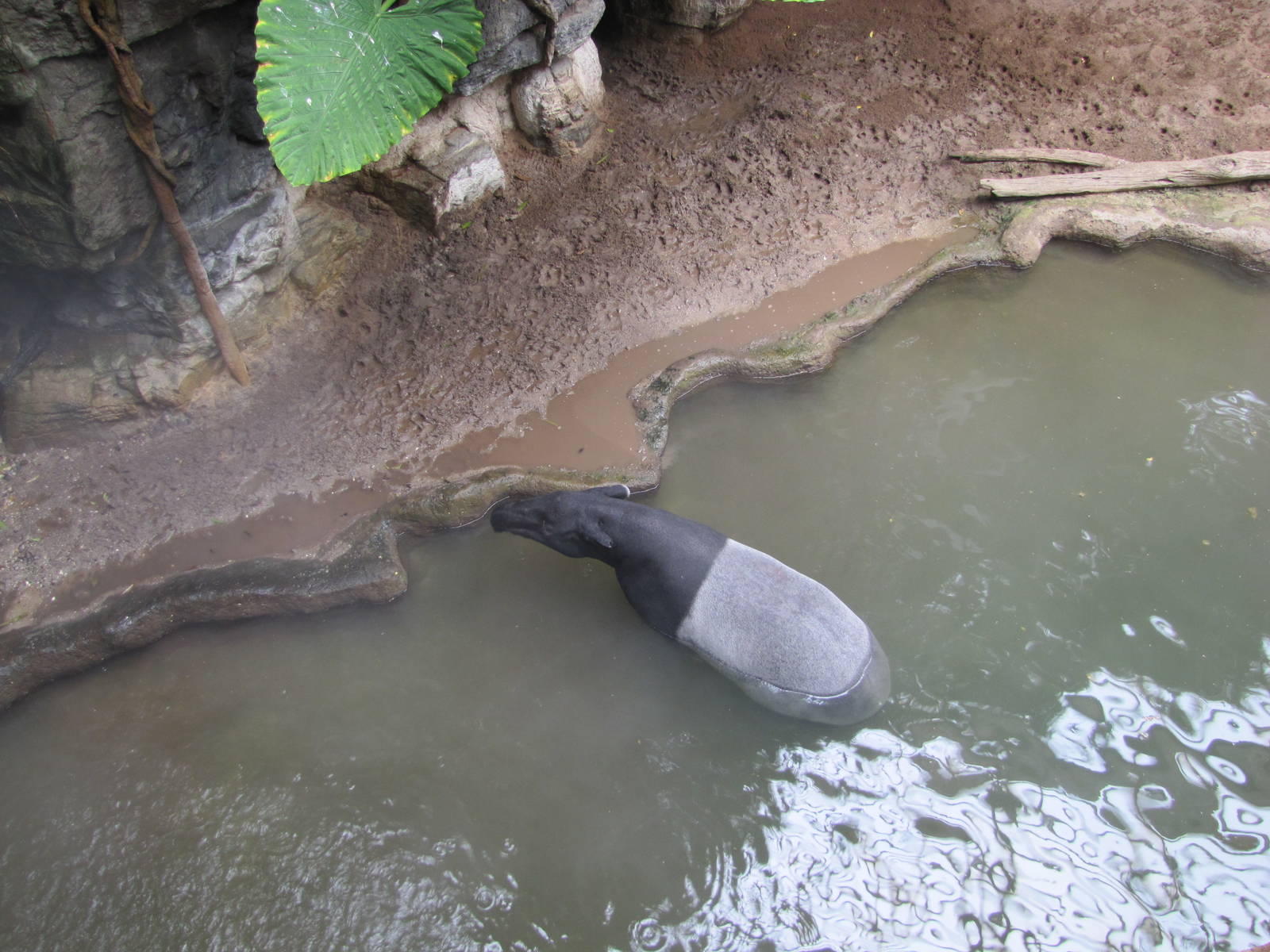 Bronx Zoo 2010 - Malayan Tapir in Jungle World