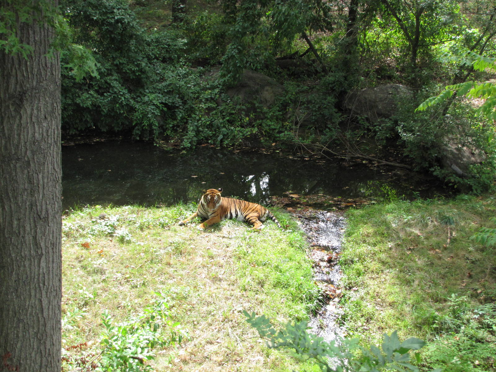 Bronx Zoo 2010 - Malayan Tiger in Wild Asia