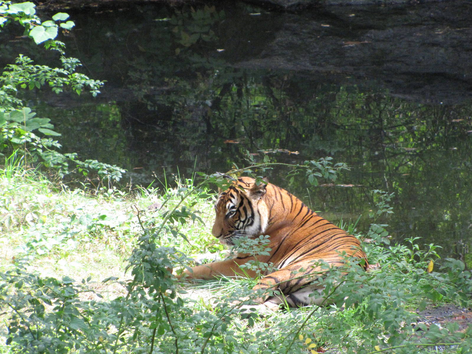 Bronx Zoo 2010 - Malayan Tiger in Wild Asia