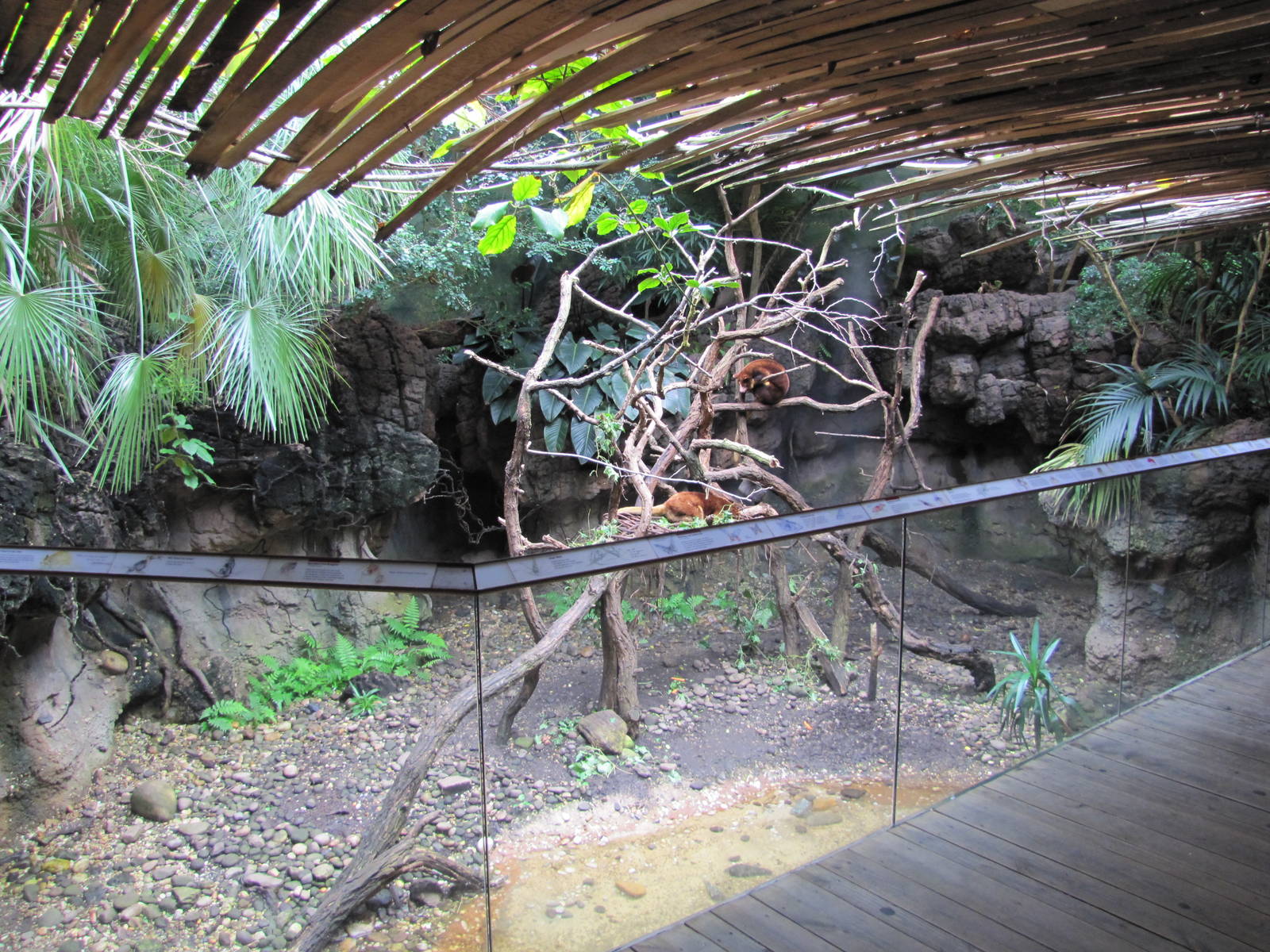 Bronx Zoo 2010 - Matschies Tree Kangaroo exhibit in Jungle World