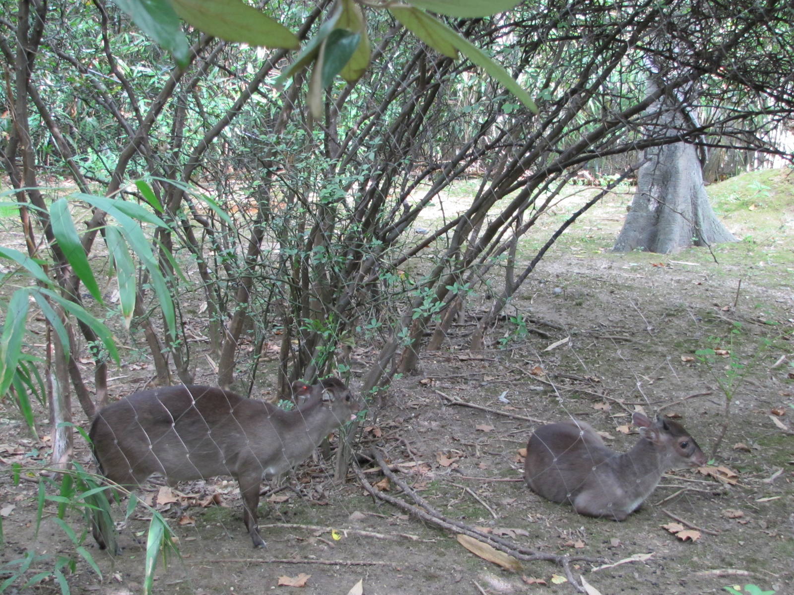 Bronx Zoo 2010 - Maxwells Duikers in Congo Gorilla Forest