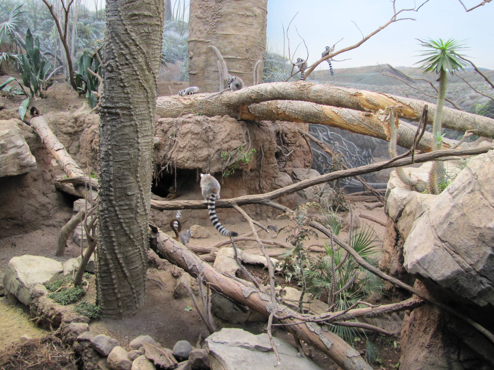 Bronx Zoo 2010 - Mixed Spiny Forest exhibit for Lemurs in Madagascar