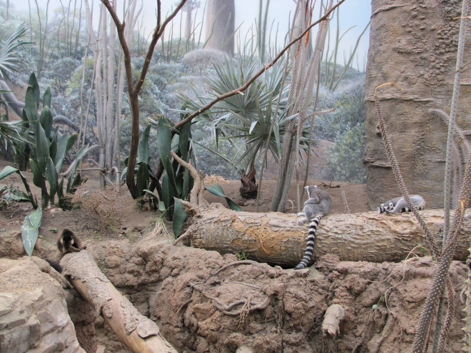 Bronx Zoo 2010 - Mixed Spiny Forest exhibit for Lemurs in Madagascar