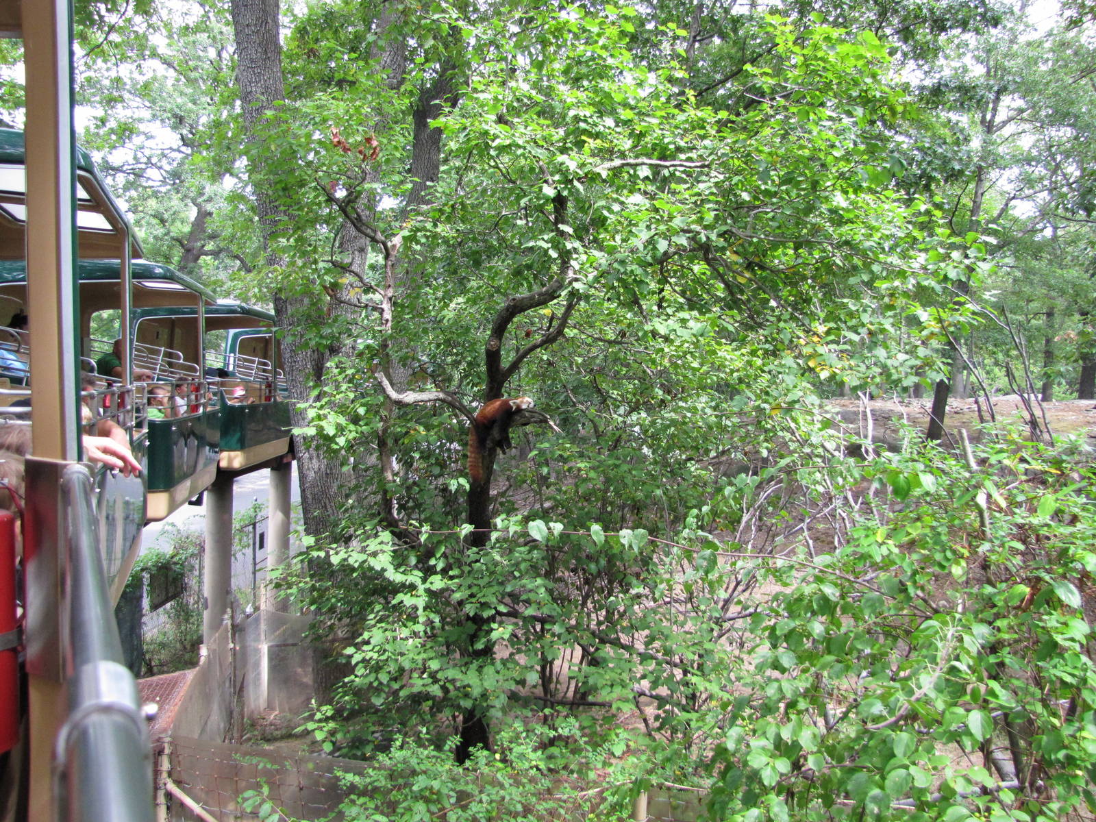 Bronx Zoo 2010 - Monorail passes Red Panda exhibit in Wild Asia