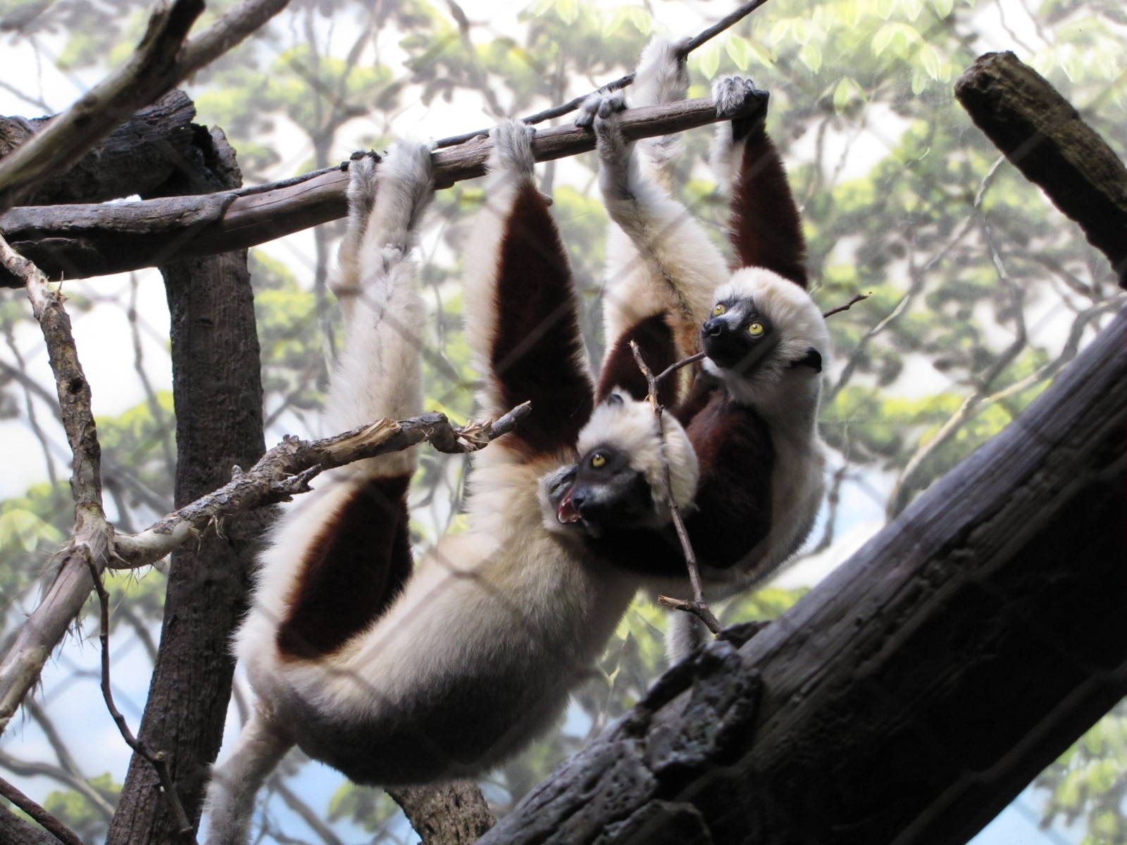 Bronx Zoo 2010 - My very best Sifaka photo ever