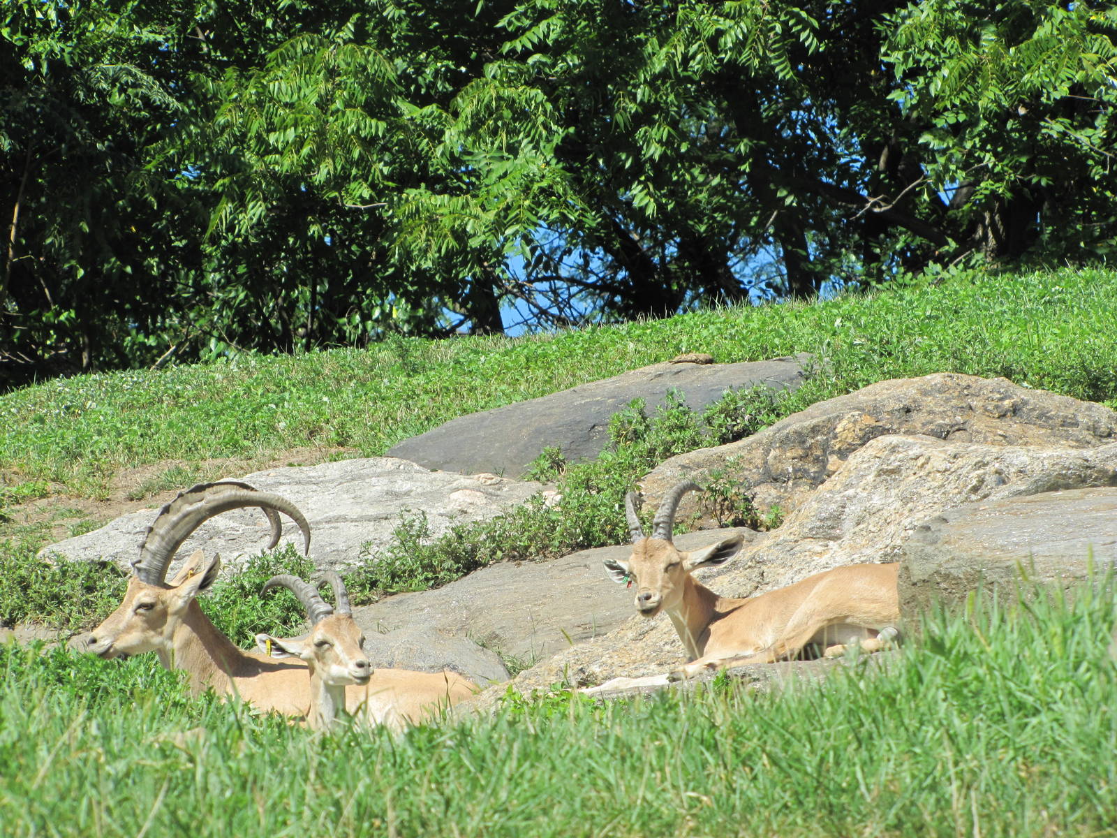 Bronx Zoo 2010 - Nubian Ibex in Baboon Reserve